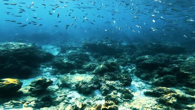 View of a coral reef with marine life Thailand.