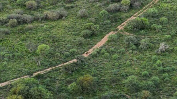 Aerial view of a lion walking on a dirt path South Africa.