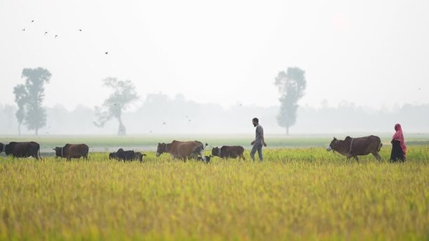 View of farmers walking with cows through a rice field Bangladesh.