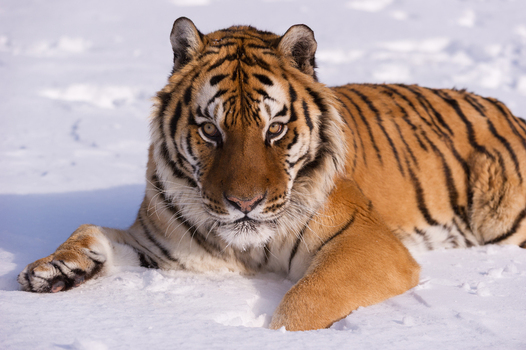 View of a Siberian tiger resting in the snow in the USA.