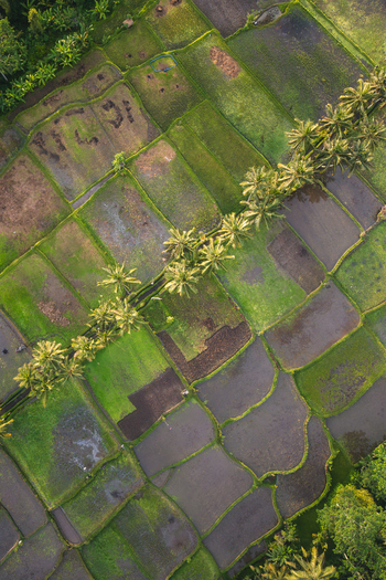 Aerial view of Mancingan Rice Terrace Bali with a diagonal row of palm trees vibrant green rice paddies and water filled terraces under soft light in Tampaksiring Bali Indonesia. Aerial view of Mancingan Rice Terrace Bali with a diagonal row of palm trees vibrant green rice paddies and water filled terraces under soft light in Tampaksiring Bali Indonesia.