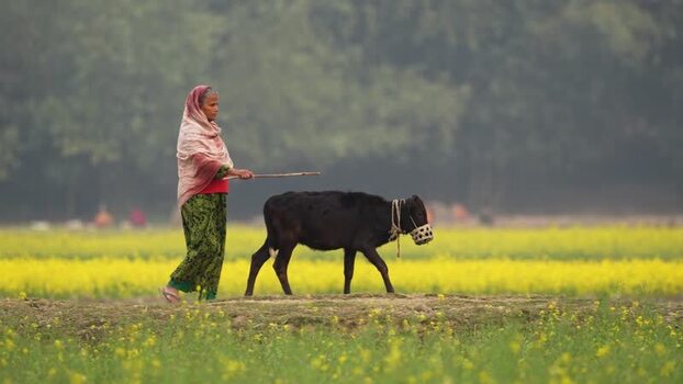 View of a woman walking with a cow in a mustard field Bangladesh.