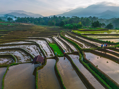 Aerial view of Tegalalang Rice Terrace with farmers working in the flooded paddies lush green vegetation and misty mountains in the background Tegalalang Bali Indonesia.