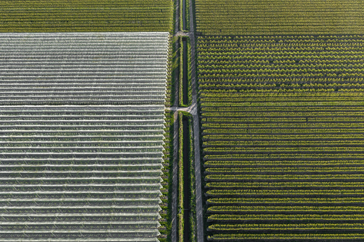 Aerial view of symmetrical rows of trees in an orchard and white protective netting divided by a central path in Flevoland Netherlands.