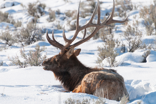 View of a bull elk resting in the deep snow of Yellowstone National Park United States.