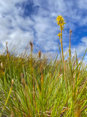 View of a yellow Bog Asphodel flower blooming amidst green grass under a blue sky in Scotland United Kingdom. View of a yellow Bog Asphodel flower blooming amidst green grass under a blue sky in Scotland United Kingdom.
