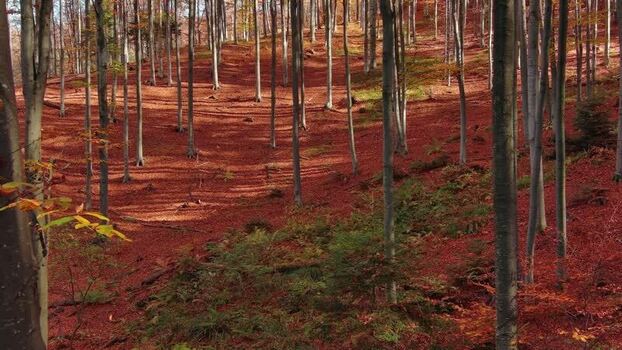 Aerial view of autumn forest with red leaves Romania. Aerial view of autumn forest with red leaves Romania.