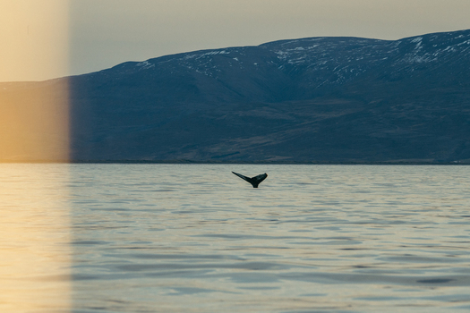 View of a whale s tail emerging from the serene rippling waters under a majestic mountain range bathed in the soft glow of twilight H&uacute;sav&iacute;k Iceland.