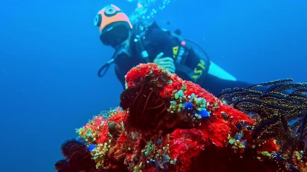 View of a scuba diver exploring a vibrant coral reef in Indonesia.