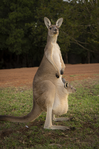 View of a mother kangaroo standing on a grassy field with her joey peeking out from her pouch set against a backdrop of trees and a dirt path in Pemberton Western Australia Australia.