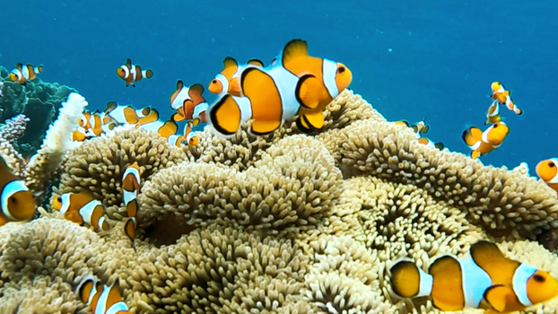 View of a school of vibrant clownfish swimming among sea anemones in a coral reef in Karimunjawa Central Java Indonesia.