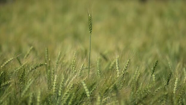 View of a green wheat field Nepal.