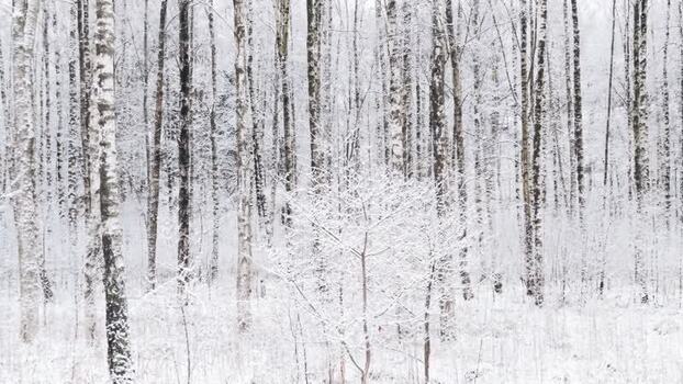 Aerial view of snow covered birch trees Sweden.