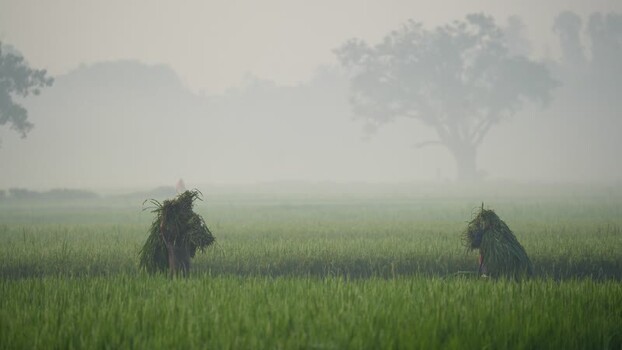View of farmers carrying crops in a misty field Bangladesh.