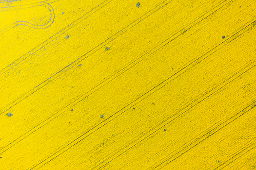 Aerial view of vibrant yellow rapeseed field with diagonal tractor tracks and agricultural patterns Ploiesti Prahova Romania. Aerial view of vibrant yellow rapeseed field with diagonal tractor tracks and agricultural patterns Ploiesti Prahova Romania.