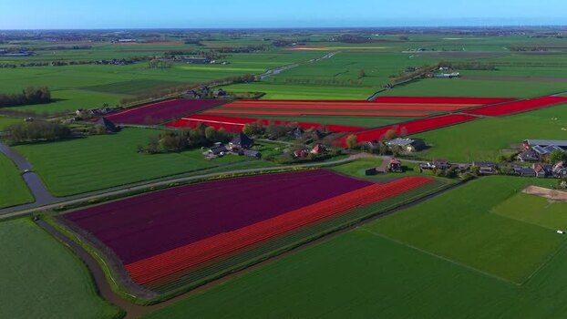 Aerial view of vibrant tulip fields and rural landscape Netherlands. Aerial view of vibrant tulip fields and rural landscape Netherlands.