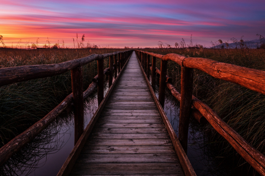 View of Lago di Massaciuccoli wooden boardwalk stretching through marsh reeds under a vibrant sunset sky Province of Lucca Tuscany Italy.