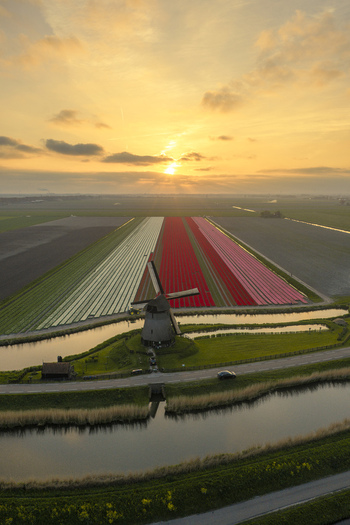 Aerial view of a traditional windmill standing amidst vibrant rows of blooming tulips in a Dutch landscape during a golden sunset Netherlands. Aerial view of a traditional windmill standing amidst vibrant rows of blooming tulips in a Dutch landscape during a golden sunset Netherlands.