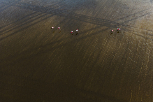 Aerial view of flamingos standing on the wet sand reflecting the sky with long shadows cast across the beach San Pedro del Pinatar Region of Murcia Spain. Aerial view of flamingos standing on the wet sand reflecting the sky with long shadows cast across the beach San Pedro del Pinatar Region of Murcia Spain.