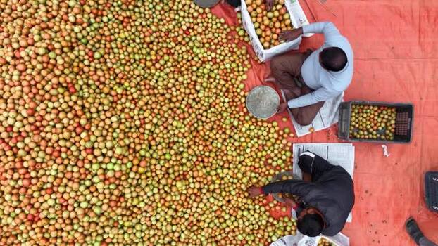 Aerial view of workers sorting fruits on a red tarp in Bangladesh.