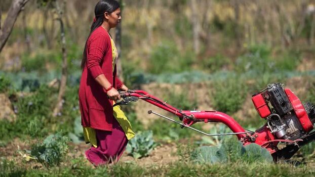 View of a woman operating a red power tiller in a field Nepal. View of a woman operating a red power tiller in a field Nepal.