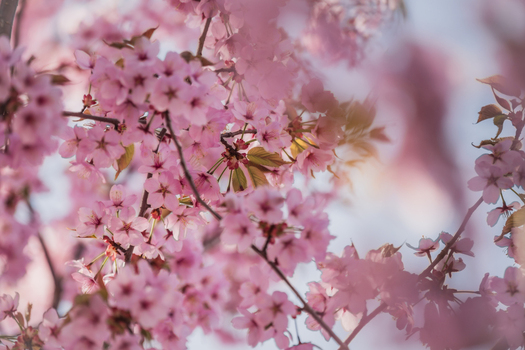 View of pink cherry blossoms in full bloom with soft bokeh and bright spring light Vilnius Vilnius County Lithuania. View of pink cherry blossoms in full bloom with soft bokeh and bright spring light Vilnius Vilnius County Lithuania.