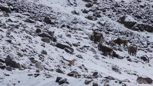 View of wild goats in Khunjerab National Park Pakistan. View of wild goats in Khunjerab National Park Pakistan.
