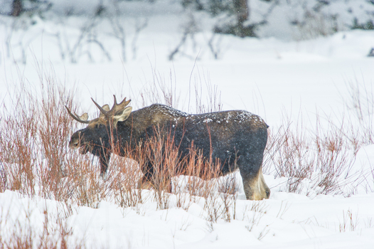 View of a moose standing in a snowy field with bare branches in Yellowstone National Park United States.