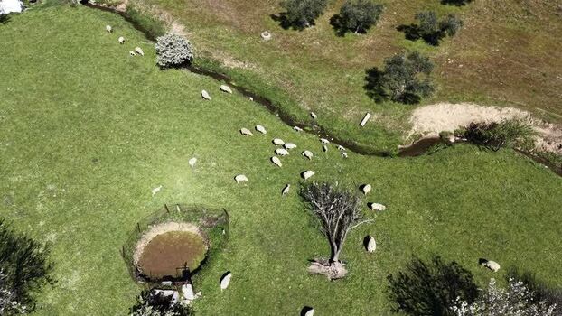 Aerial view of sheep grazing by a stream Spain.