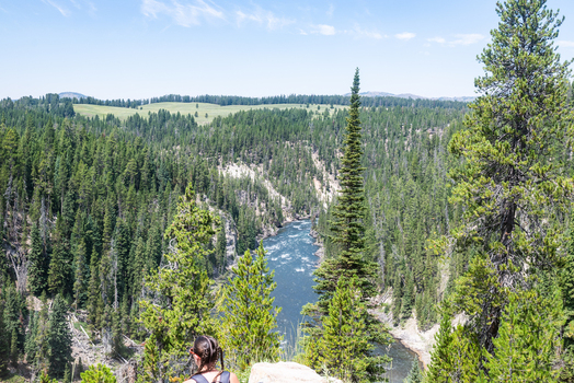 Aerial view of Yellowstone National Park featuring a winding river flowing through a deep forested canyon with dense pine trees and rocky cliffs in Cody Wyoming United States. Aerial view of Yellowstone National Park featuring a winding river flowing through a deep forested canyon with dense pine trees and rocky cliffs in Cody Wyoming United States.