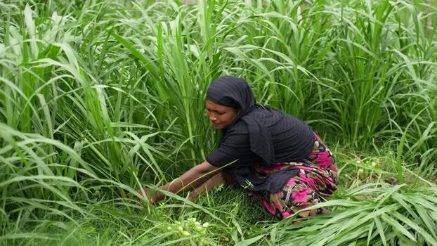View of a woman harvesting green grass in Sirajganj Bangladesh. View of a woman harvesting green grass in Sirajganj Bangladesh.