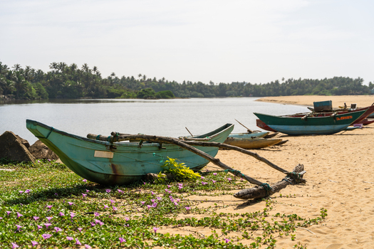 View of traditional outrigger fishing boats resting on a sandy beach with purple flowers and a calm lagoon in Galle Southern Province Sri Lanka.