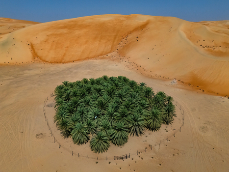 Aerial view of the Bateen Liwa palm grove oasis surrounded by orange sand dunes and a clear blue sky in Al Dhafra Region Abu Dhabi United Arab Emirates. Aerial view of the Bateen Liwa palm grove oasis surrounded by orange sand dunes and a clear blue sky in Al Dhafra Region Abu Dhabi United Arab Emirates.