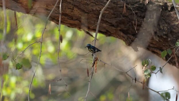 View of a small sunbird perched on a thin branch India.