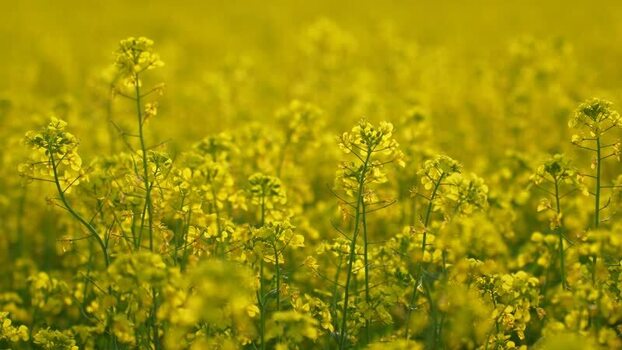 View of yellow mustard flowers in a field Bangladesh.