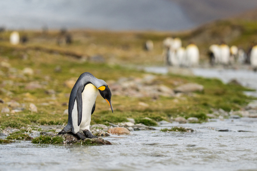 View of a king penguin standing by a stream at Saint Andrew s Bay with a large colony in the background South Georgia and the South Sandwich Islands.