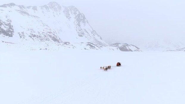 Aerial view of a dog sled team crossing snow Greenland. Aerial view of a dog sled team crossing snow Greenland.
