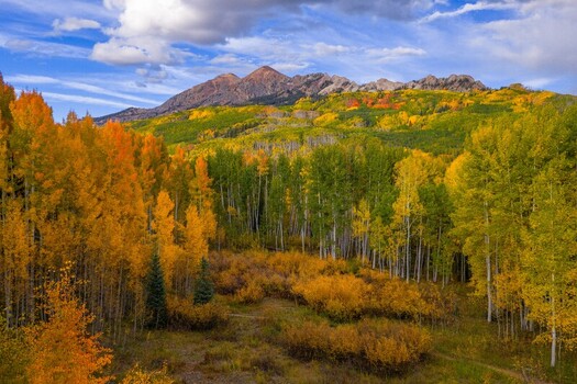 View of Kebler Pass featuring vibrant autumn aspen trees with golden foliage and Ruby Peak in the background under a blue sky in Gunnison County Colorado United States. View of Kebler Pass featuring vibrant autumn aspen trees with golden foliage and Ruby Peak in the background under a blue sky in Gunnison County Colorado United States.