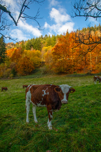 View of a brown and white cow grazing in a green pasture with vibrant autumn foliage and a forest in the background in Breitnau Baden Wurttemberg Germany. View of a brown and white cow grazing in a green pasture with vibrant autumn foliage and a forest in the background in Breitnau Baden Wurttemberg Germany.