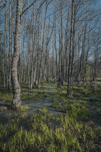 View of Vormsi forest with tall leafless trees and green marshy grass in Laane County Estonia.