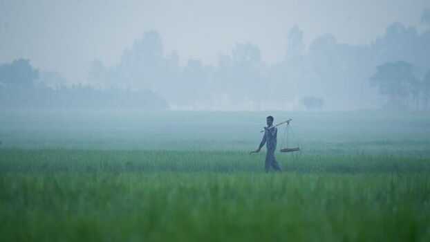 View of a farmer walking through misty green fields Bangladesh.