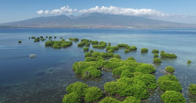 Aerial view of lush mangrove trees in clear turquoise waters with a small boat and distant mountains under a blue sky in Lombok West Nusa Tenggara Indonesia.