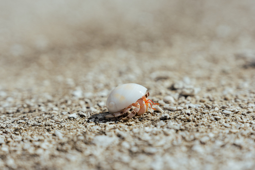View of a small hermit crab with a white shell crawling on the sandy beach of Aitutaki Cook Islands. View of a small hermit crab with a white shell crawling on the sandy beach of Aitutaki Cook Islands.