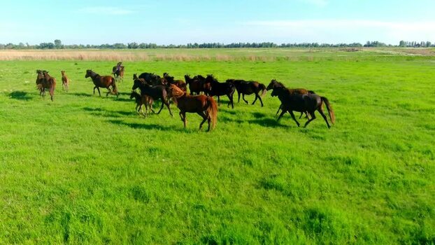 Aerial view of wild horses in the Danube Delta Romania. Aerial view of wild horses in the Danube Delta Romania.