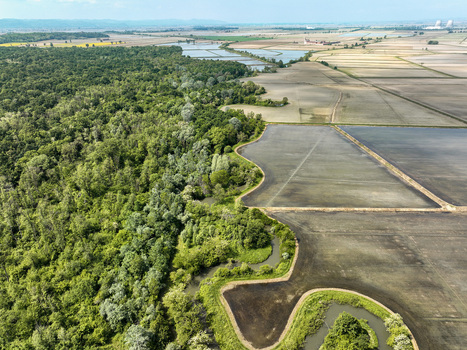 Aerial view of Parco Naturale del Bosco delle Sorti della Partecipanza bordering flooded rice fields and agricultural plains in Trino Piemonte Italy. Aerial view of Parco Naturale del Bosco delle Sorti della Partecipanza bordering flooded rice fields and agricultural plains in Trino Piemonte Italy.