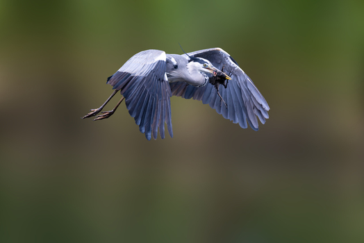 View of a grey heron in flight carrying prey in its beak against a blurred natural background in Selestat Grand Est France.