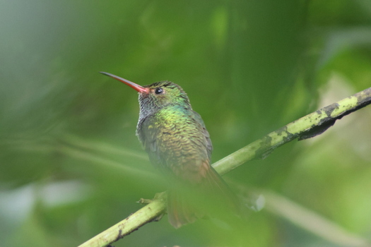 View of a vibrant hummingbird with iridescent green and bronze plumage perched delicately on a branch its long slender beak slightly open Quepos Puntarenas Province Costa Rica.