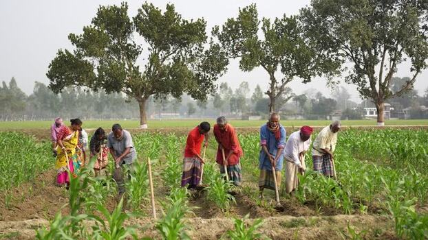 View of farmers working in a field in Bogura Bangladesh. View of farmers working in a field in Bogura Bangladesh.