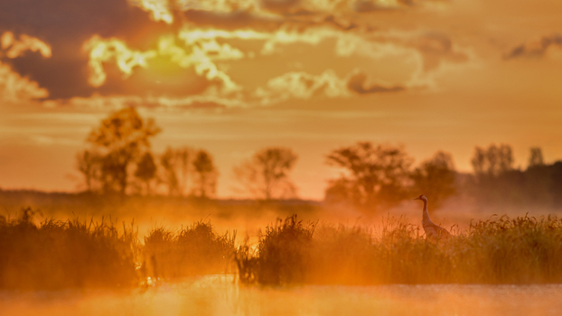 View of a crane standing in a misty marshland during a golden sunrise with silhouetted trees in the background in Debrzno Pomeranian Voivodeship Poland. View of a crane standing in a misty marshland during a golden sunrise with silhouetted trees in the background in Debrzno Pomeranian Voivodeship Poland.