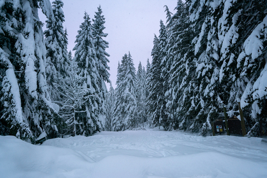 View of a dense forest with tall pine trees heavily covered in snow during a winter day in the United States of America. View of a dense forest with tall pine trees heavily covered in snow during a winter day in the United States of America.